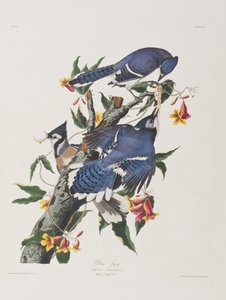 Illusztráció a "Birds of America"-ból alkotó: John James Audubon