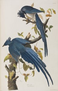 Illusztráció a "Birds of America"-ból alkotó: John James Audubon