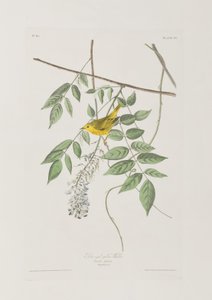 Illusztráció a "Birds of America"-ból alkotó: John James Audubon