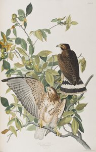 Illusztráció a "Birds of America"-ból alkotó: John James Audubon