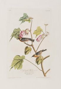 Illusztráció a "Birds of America"-ból alkotó: John James Audubon