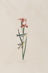 Illusztráció a "Birds of America"-ból alkotó: John James Audubon