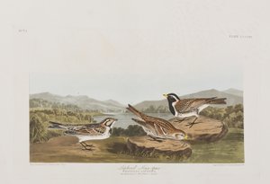 Illusztráció a "Birds of America"-ból alkotó: John James Audubon