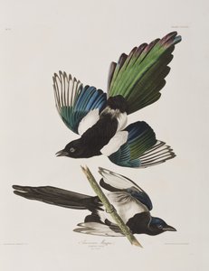 Illusztráció a "Birds of America"-ból alkotó: John James Audubon