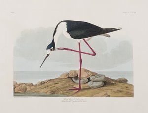Illusztráció a "Birds of America"-ból alkotó: John James Audubon