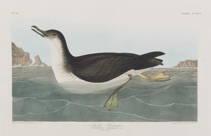 Illusztráció a "Birds of America"-ból alkotó: John James Audubon