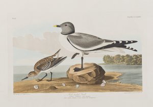Illusztráció a "Birds of America"-ból alkotó: John James Audubon