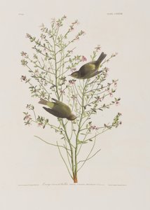 Illusztráció a "Birds of America"-ból alkotó: John James Audubon
