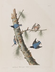 Illusztráció a "Birds of America"-ból alkotó: John James Audubon