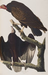 Illusztráció a "Birds of America"-ból alkotó: John James Audubon