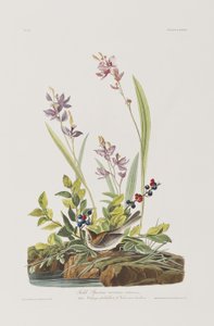 Illusztráció a "Birds of America"-ból alkotó: John James Audubon
