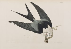 Illusztráció az "Amerika madarai"-ból alkotó: John James Audubon
