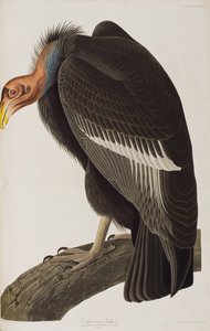 Illusztráció a "Birds of America"-ból alkotó: John James Audubon