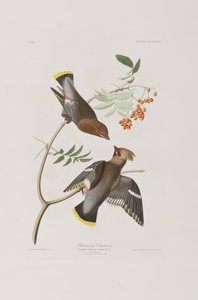 Illusztráció a "Birds of America"-ból alkotó: John James Audubon