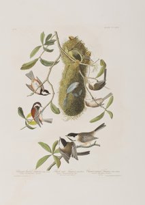 Illusztráció a "Birds of America"-ból alkotó: John James Audubon