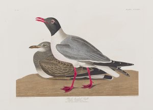 Illusztráció a "Birds of America"-ból alkotó: John James Audubon