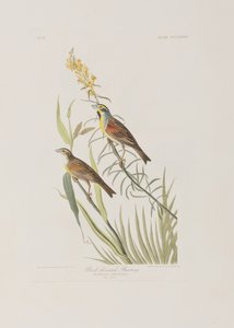 Illusztráció a "Birds of America"-ból alkotó: John James Audubon