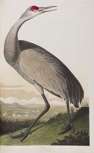 Illusztráció a "Birds of America"-ból alkotó: John James Audubon