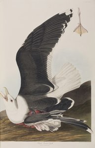 Illusztráció a "Birds of America"-ból alkotó: John James Audubon