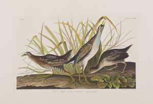 Illusztráció a "Birds of America"-ból alkotó: John James Audubon