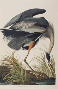 Illusztráció a "Birds of America"-ból alkotó: John James Audubon