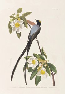 Illusztráció a "Birds of America"-ból alkotó: John James Audubon