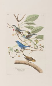 Illusztráció az "Amerika madarai"-ból alkotó: John James Audubon