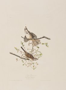 Illusztráció a "Birds of America"-ból alkotó: John James Audubon