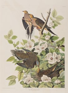 Illusztráció a "Birds of America"-ból alkotó: John James Audubon
