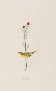 Illusztráció a "Birds of America"-ból alkotó: John James Audubon