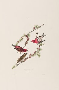 Illusztráció a "Birds of America"-ból alkotó: John James Audubon