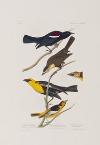 Illusztráció a "Birds of America"-ból alkotó: John James Audubon