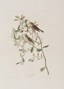 Illusztráció a "Birds of America"-ból alkotó: John James Audubon