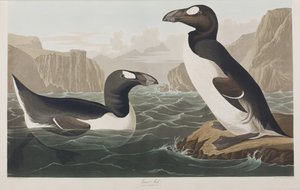 Illusztráció a "Birds of America"-ból alkotó: John James Audubon
