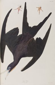 Illusztráció a "Birds of America"-ból alkotó: John James Audubon