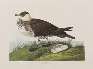 Illusztráció a "Birds of America"-ból alkotó: John James Audubon