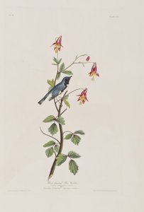 Illusztráció a "Birds of America"-ból alkotó: John James Audubon