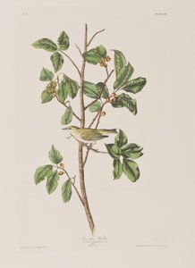 Illusztráció a "Birds of America"-ból alkotó: John James Audubon