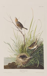 Illusztráció a "Birds of America"-ból alkotó: John James Audubon