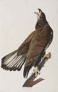 Illusztráció a "Birds of America"-ból alkotó: John James Audubon