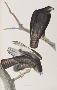 Illusztráció a "Birds of America"-ból alkotó: John James Audubon