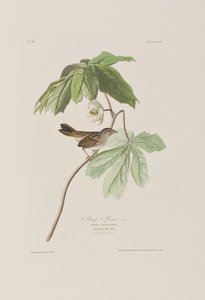 Illusztráció a "Birds of America"-ból alkotó: John James Audubon