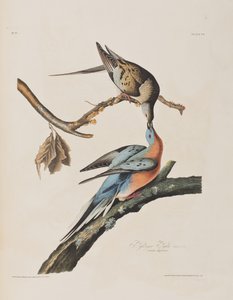 Illusztráció a "Birds of America"-ból alkotó: John James Audubon