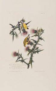 Illusztráció a "Birds of America"-ból alkotó: John James Audubon