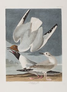 Illusztráció a "Birds of America"-ból alkotó: John James Audubon