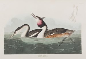 Illusztráció a "Birds of America"-ból alkotó: John James Audubon