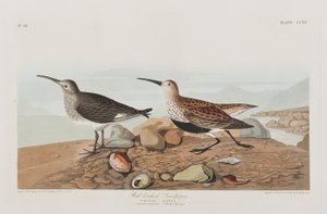 Illusztráció a "Birds of America"-ból alkotó: John James Audubon