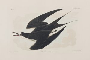 Illusztráció a "Birds of America"-ból alkotó: John James Audubon