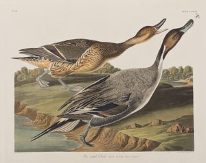 Illusztráció a "Birds of America"-ból alkotó: John James Audubon