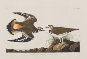 Illusztráció a "Birds of America"-ból alkotó: John James Audubon